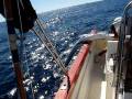 videos de Los Kabos fishing-Merlin