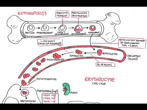 how to control rbc count