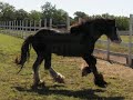 Gypsy Colt - Bandera Bold O\ Gypsy Colt - Bandera Bold O\
