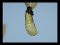 Time-lapse of Butterfly Lifecycle