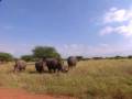videos de Most Endangered Animal