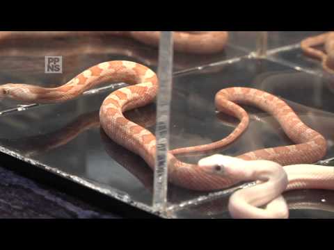 Pittsburgh Reptile Show- Lauren Dantella