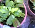 Dionaea, Drosera,