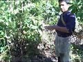 Eblis shows us how to cut and harvest yuca roots, while pointing out the Barbasco (a poisonous plant that is prohibited for use in fishing in the area)