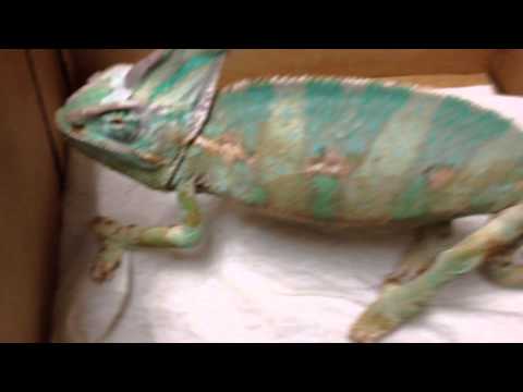 how to treat mbd in chameleons