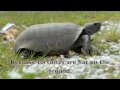 Tortoises-stand-up-t