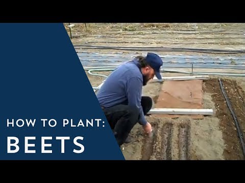 how to replant beets