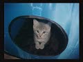 Homeless Kittens in Philadelphia