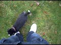 husky croisé bouvier bernois (Yavana 6 semaines)