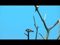 Boerenzwaluw's :: De boerenzwaluw (Hirundo rustica) is een kleine trekvogel....
