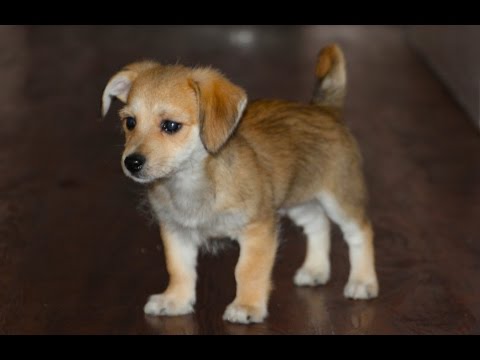 how to train a potty train a puppy