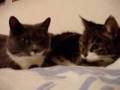 videos de Re: Cat Talking, Translation