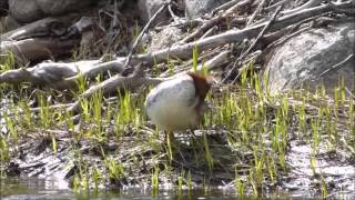 Common Merganser (video)