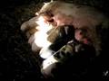 A Sow and her Piglets