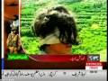 Tehreek-e-Taliban Innocent Suicide Bombers.