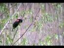 Rotschulterst�rling [Blackbird] Singvogel, wieder besuchend
