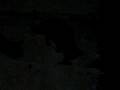 kicsi cirmi.avi