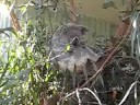 Koala Scratching Koala Scratching
