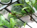Caterpillar attack's