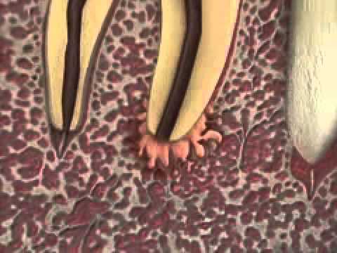 how to isolate tooth pain