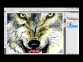 How to draw an ANGRY wolf - Hoe teken je een BOZE wolf in Photoshop [English Subtitles]