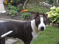 American Staffordshire terrier(Zeus) and Pitbull(Koxi)