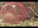 Shadow The Hamster - EP 0 -  The Wheel