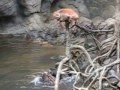 Sea Otters Kill a Monkey at the Bronx Zoo - YouTube