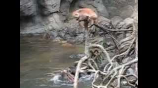 Khmer Travel - Wild dogs trying their luck on a croc