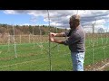 UMass Fruit Advisor: Tall spindle apple planting