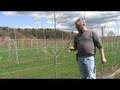 UMass Fruit Advisor: Tall spindle apple planting