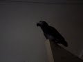 Pepperoni - I�m so funny!