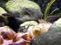 Neolamprologus Multifasciatus Biotopic Tank Part 1