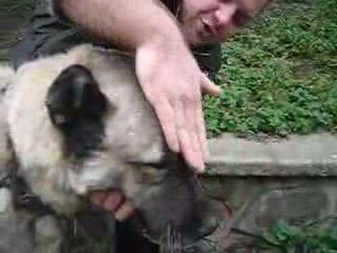 kangal