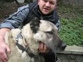 Ger�ek KANGAL TANITIM BELGESEL?  1