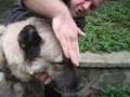 Ger�ek KANGAL TANITIM BELGESEL�  1