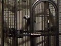 Nicky Beadling's talking African Grey Parrot Archie!