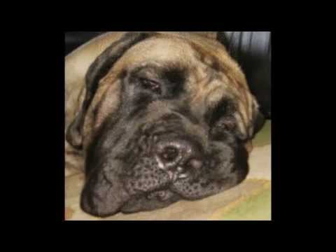 pakistani mastiff