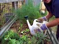 growing lettuce-green mignonette growing lettuce-green mignonette