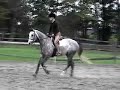 Grey Sky Morning (Alphy) (fancy hunter horse for lease)