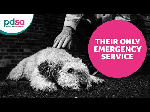 pdsa pet care