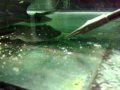 F�tterung Leopoldi Rochen Nachwuchs