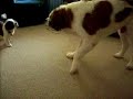 Baby Bridgette and Nikholas (5 continued)