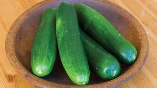 Learn all about growing Cucumbers