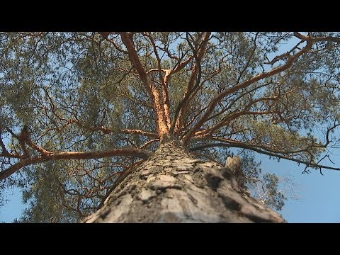 Дэпутаты разгледзелі ход рэалізацыі дзяржаўнай праграмы «Беларускі лес» видео