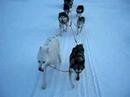 Husky sledging in Finland