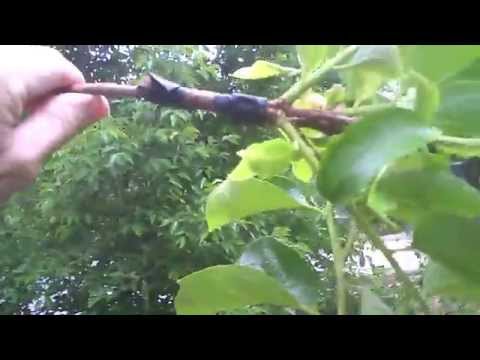 how to fertilize fuyu persimmon trees