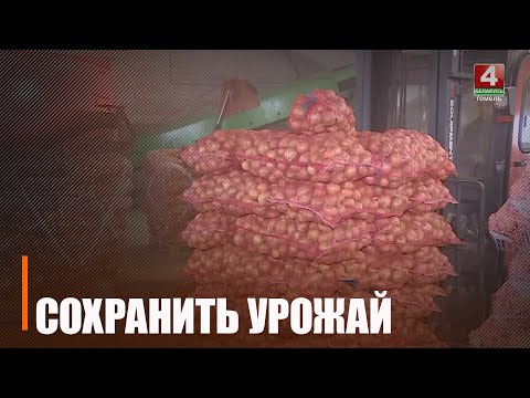 На Гомельщине определены хранители «борщевого набора» видео