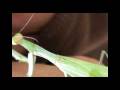 videos de Burning Man 2008- Praying Mantis