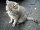 gatto di strada e goldrake